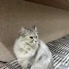 قطه شيرازيه للبيع