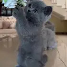 قطط للبيع