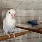 للبيع زوج روز البينو و زوج انثى فايلوت اوبلاين