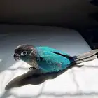 فرخ كنيور بلو شيك