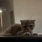 قط سكوتش فولد