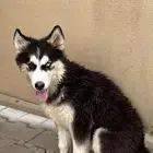 كلاب هاسكي جراوي و كبار لتبني