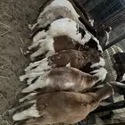 للبيع سواكني