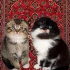 سكوتش فولد شيرازي ستريت انثى ذكر شيرازي قطط مكة جدة للبيع قط