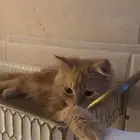 قط شيرازي لتبني