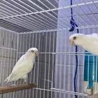 جوز روز منتج