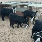 خلفات للبيع