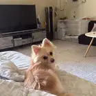 كلبه بومرينيان