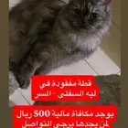 قطة مفقودة