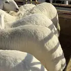 خرفان ورخال كفو للبيع في سوق المنتشر