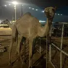 قعود لحم
