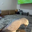 كاسكو سوبر سوبر جامبو ثلجي