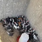 صيصان دجاج بلدي