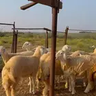 رخال حريه كفو للمقنى