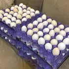 بيض بلدي مخصب واكل .