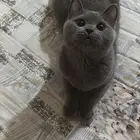 قط قطه سكوتش ستريت للبيع