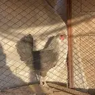 دجاجة بلدي بياض