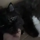 قطه