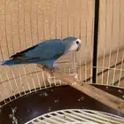 روز