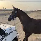 مهره شعبيه كفو السوم 6