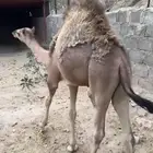 3 حشوان للبيع