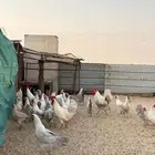 دجاج فيوم المنيوم