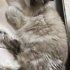 قط راغدول للتبني