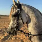حصان للبيع