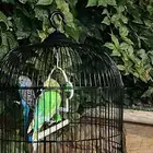 عصافير الحب للبيع الجوز ب 120