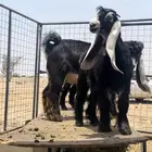 جفره عارضيه صنف الصنف معرفه