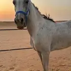حصان