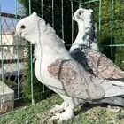 زوج حب رمان