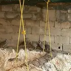 قهبي للبيع 2ذكور والباقي موانيث