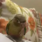 أنثى كنيور أليفه جاهزه