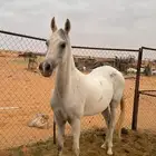 فرس شعبيه كفو