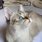 قطه سكوتش معها عيال