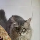 قط ضائع في محلات القطط في أحد المسارحه اللي يحصله له مكافأه