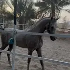 حصان
