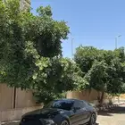 موستنج بريميوم قير عادي