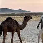 ناقه خلفه مجهم ام ثاني