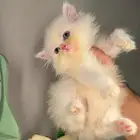 سكوتش فولد ستريت قط بريطاني انثى ذكر قطط صغيرة بسه قطه كيتن