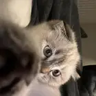 تزاوج انثى سكوتش هملايا