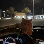 قطوه للتبني