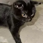 كيتن سكوتش فولد