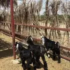 للبيع تيوس فاخرة ونظيفه جدا
