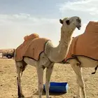 للبيع قعود كفو