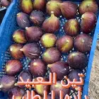 شتلات تين العبيد