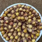 بقلاوة طازجة يوميأ