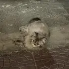 قطة تبني