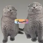 سكوتش تربل فولد كيتن قط بريطاني اسكتلندي قزم قطط للبيع صغيرة